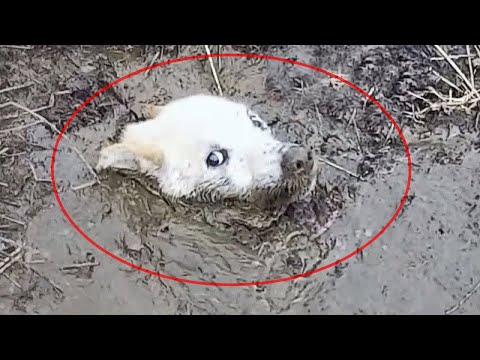 Видео: Собака тонула в болоте...Это невероятно, кто пришел ей на помощь!
