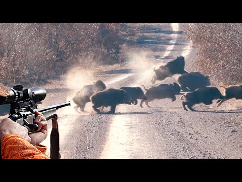 Видео: УДИВИТЕЛЬНАЯ ЗАМЕДЛЕННАЯ ОХОТА! - ОХОТА НА КАБАНА, ЛУЧШИЕ СЦЕНЫ BEST WILD BOAR HUNTING