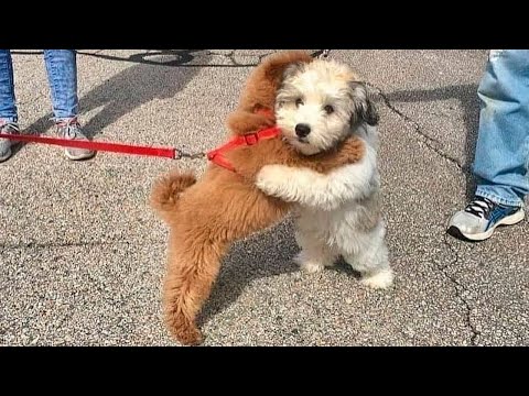 Видео: Я РЖАЛ ДО СЛЕЗ 😹 СМЕШНЫЕ КОШКИ И СОБАКИ | СМЕШНЫЕ ЖИВОТНЫЕ 2023 😹 ЛУЧШИЕ ПРИКОЛЫ #77