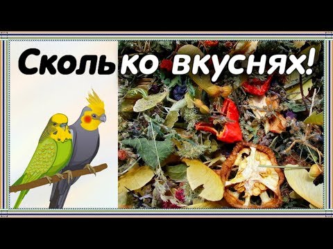 Видео: ЧТО ЗАГОТОВИТЬ ПОПУГАЮ ДЛЯ КОПОШИЛКИ ЛЕТОМ. Мои заготовки. Что сушу попугаям.