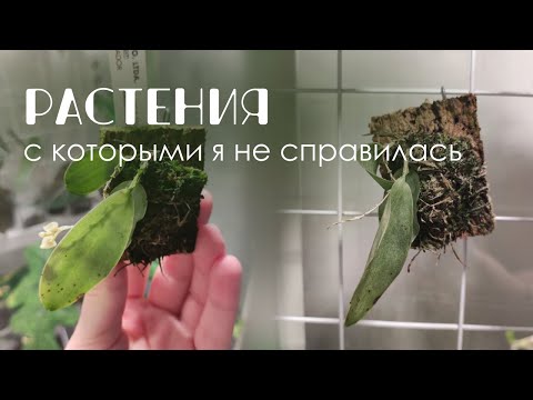 Видео: Растения, которых больше нет и почему так получилось.