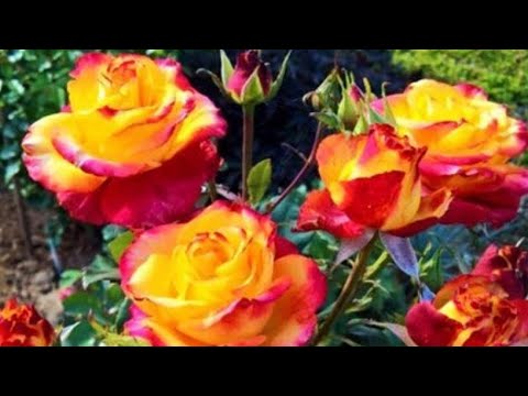 Видео: Осенние работы в цветнике