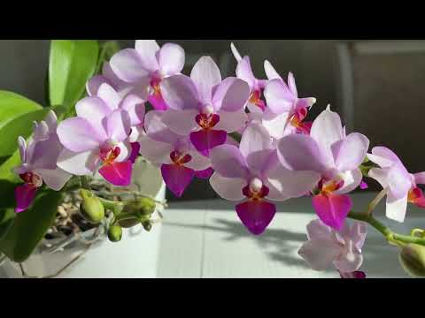 Видео: Желтеют листья в середине розетки орхидеи.  Льюис Берри, Тайсуко Джаспер и Scention.