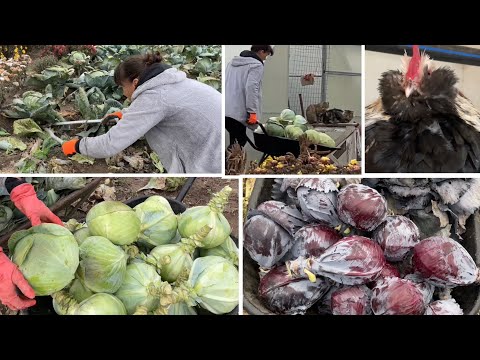 Видео: Как ВЫРАСТИТЬ КАПУСТУ БЕЗ ОБРАБОТОК И ПОДКОРМОК Только такую капусту Собираю большой урожай КАПУСТЫ