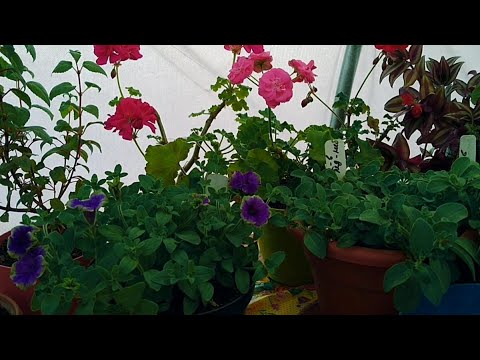 Видео: ОСЕННЕЕ ЧЕРЕНКОВАНИЕ ПЕТУНИИ .ГОТОВЛЮ ПОСАДОЧНЫЙ МАТЕРИАЛ НА БУДУЩИЙ ГОД.