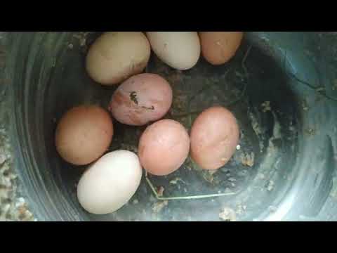 Видео: Як підвищити несучість курей взимку 🏠🥶