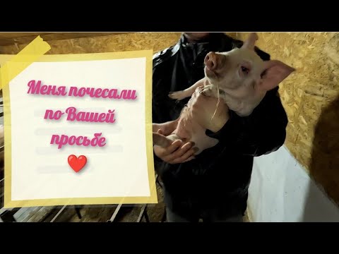 Видео: Почесал по Вашей просьбе 🤗 Развитие и рост поросят