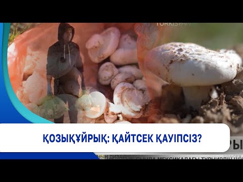 Видео: Қозықұйрық: қайтсек қауіпсіз?