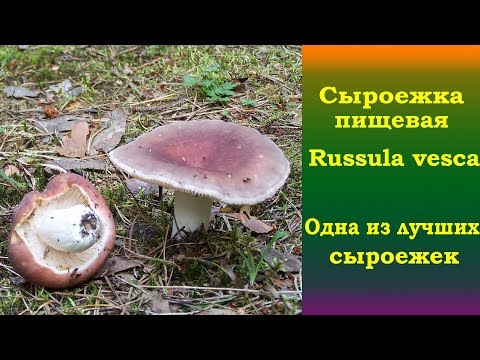 Видео: Сыроежка пищевая  ( Russula vesca)  -  Одна из лучших сыроежек
