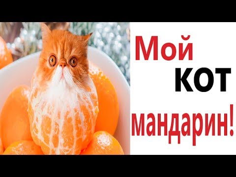 Видео: Лютые приколы. МОЙ КОТ МАНДАРИН!!! Самое смешное видео! Попробуй не засмеяться! - Domi Show!