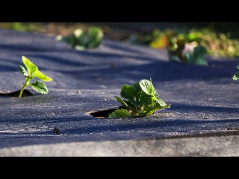 Видео: Як Продати ягоду полуниці,коли не має Клієнтів?