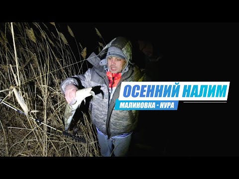 Видео: Ловля Налима Осенью. Рыбалка с ночёвкой в палатке на реке Нура - Малиновка