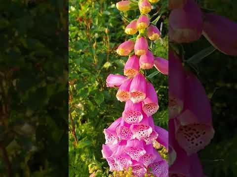 Видео: Розы Июнь 2023.