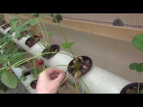 Видео: Клубника на гидропонике в теплице. Фермер Глеб