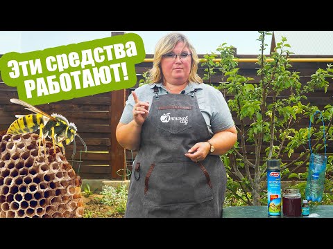 Видео: Как бороться с осами?❌Только эффективные средства!