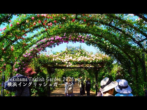 Видео: Yokohama English Garden 2024 Розы в полном цвету!