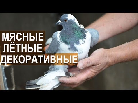 Видео: Голуби: якобины, кинги, модены, тульские чеграши, майские белые, плёкие. Птичий парк Абрамова