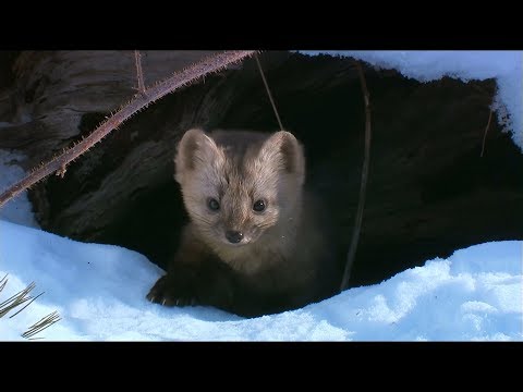 Видео: Коля Маню - Привет весна