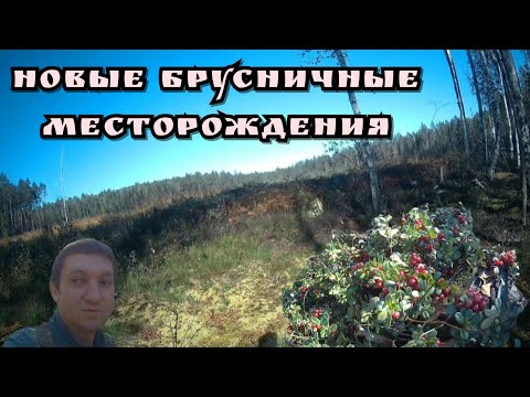 Видео: Обследую лесные вырубки/Новые брусничные месторождения/Погода - класс/Походы 12 и 15.09.25