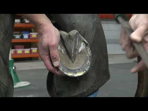 Видео: Часть первая: Подковывание лошади для соревнований
