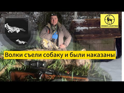 Видео: Волки съели собаку и были наказаны