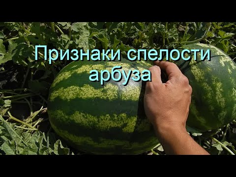 Видео: Признаки спелости арбуза