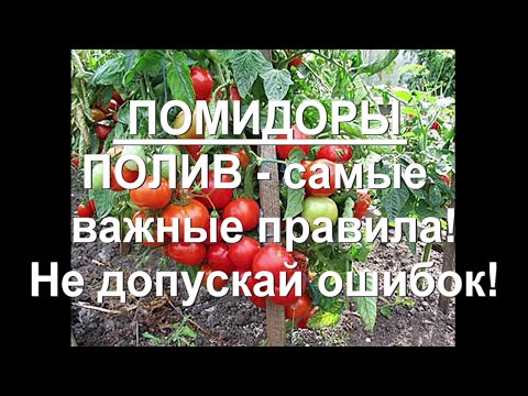 Видео: 73. ПОМИДОРЫ. ПОЛИВ - важнейшие правила! Не допускай ошибок!