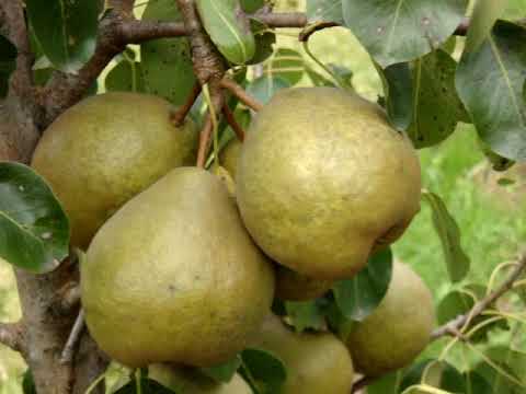 Видео: Сорт груши Платоновская