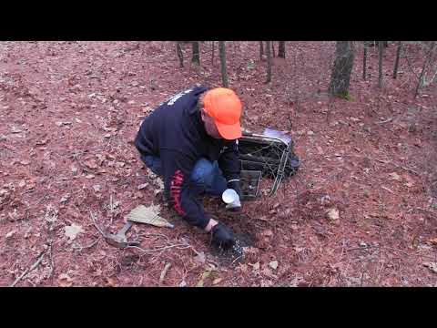 Видео: как сделать проход/набор постов для койотов и рысей