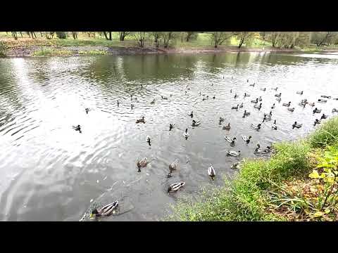 Видео: Прогулка по Москве | Невероятные краски осени в 4K HDR