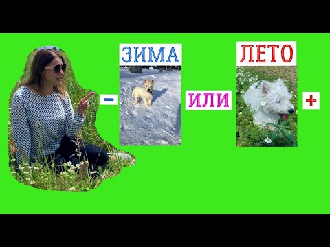 Видео: Щенок в доме / зимой или летом / . Все плюсы и минусы сезонов.