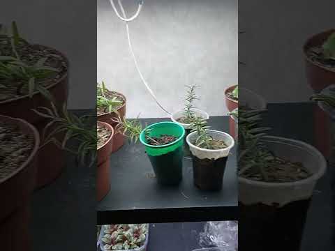 Видео: Умови для вкорінення живців хризантеми мультифлора