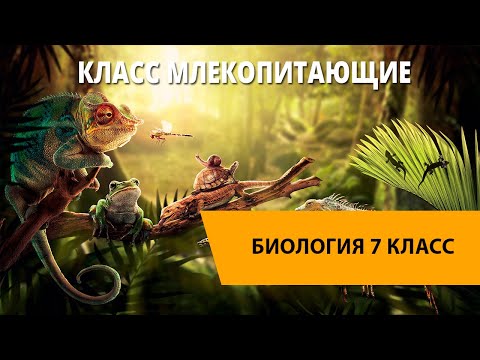 Видео: Класс Млекопитающие