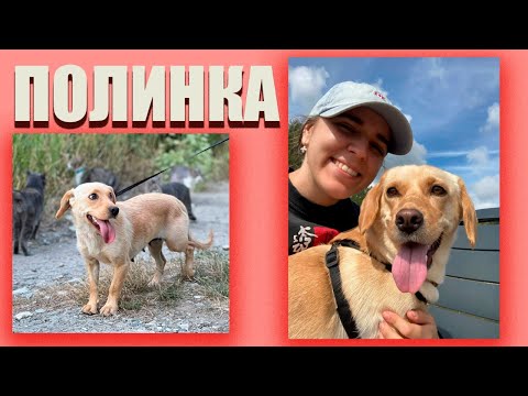 Видео: Лабротакса-Полинка 💖