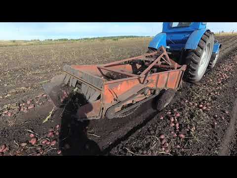 Видео: Трактор Т-40 с картофелекопалкой КТН-2, копает не хуже МТЗ-80.