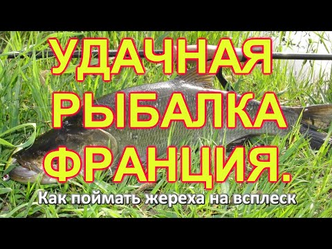 Видео: ЖЕРЕХ В ЦЕНТРЕ ГОРОДА НА КАНАЛЕ! РЫБАЛКА ВО ФРАНЦИИ! БОЛЬШОЙ ЖЕРЕХ НА БАГЕТ!