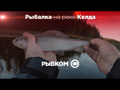 Видео: Архангельская область. Новые места для рыбалки. Ловля хариуса. Часть 8 - Рыбалка на реке Келда