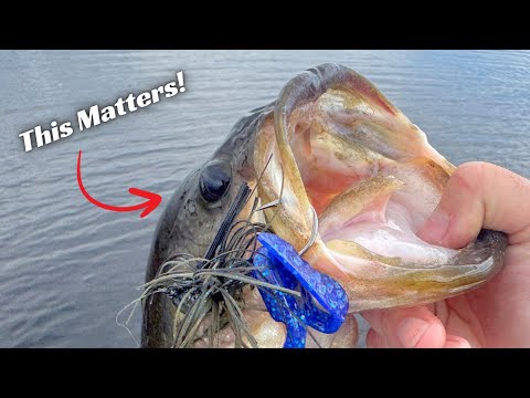 Видео: Начните использовать эти цветовые комбинации рыболовных приманок!