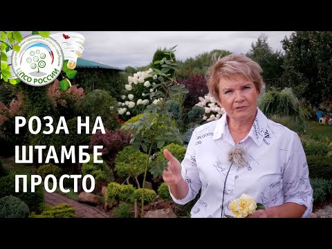 Видео: Штамбовая роза. Прививка роз.