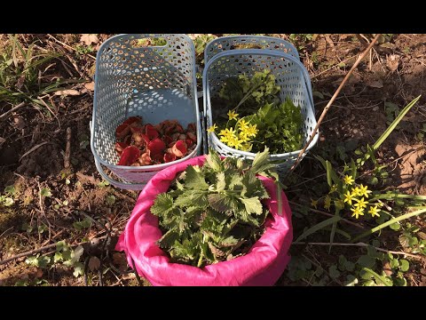 Видео: Смаколики з весняного лісу: перші гриби та рослини. Паштет з кропивою