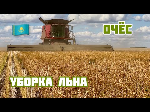 Видео: Уборка льна очесывающей жаткой