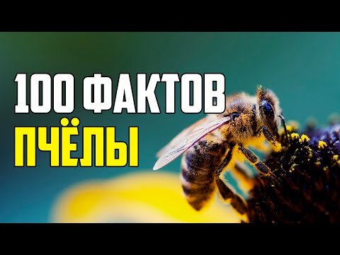 Видео: 100 ИНТЕРЕСНЫХ ФАКТОВ О ПЧЕЛАХ