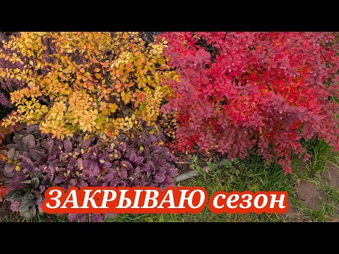 Видео: 02.11.2025 Обзор сада в Подмосковье/Крупнолистная гортензия получила от меня