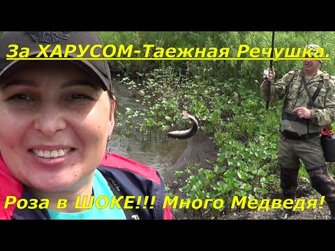 Видео: Рыбалка на Хариуса Разведка/ТАЕЖНАЯ Речушка/Роза в ШОКЕ от этих  Мест!Много МЕДВЕДЯ! Ловим Хариуса.