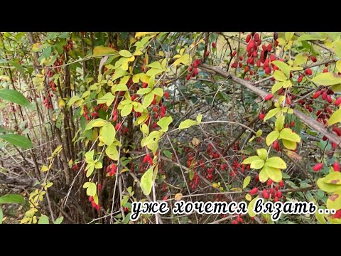 Видео: Осенью хочется вязать что-нибудь тёпленькое.