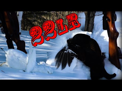 Видео: 22lr / УДАЧНАЯ ОХОТА / косач и куропатки