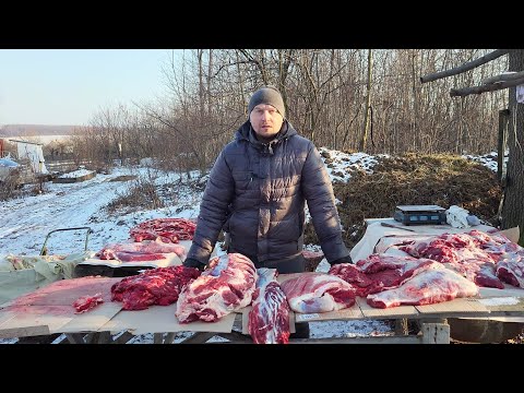 Видео: 🥩 Скільки ми заробили💰 на телятині ❓Чи вигідно тримати биків на м'ясо 🐮❓#cow #farm  #жизньвдеревне