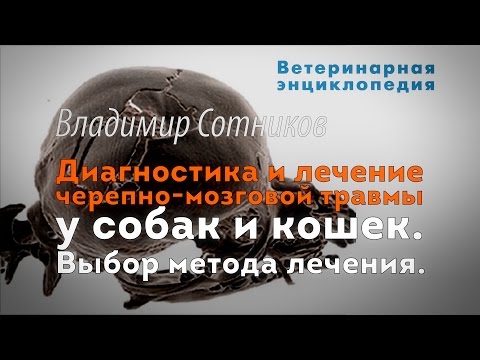 Видео: Черепно-мозговые травмы у собак и кошек. Диагностика и лечение