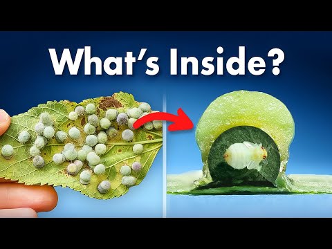 Видео: Всё, что вы не знали о тайных животных на заднем дворе