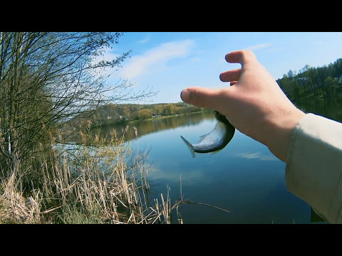 Видео: Уклейка на маховую удочку. Малые Раубичи